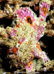 Frogfish, Sea of Cortéz. México. by Ramón Domínguez 